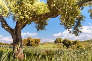 Dehesa © Turismo de Extremadura